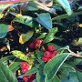 IMG 7109